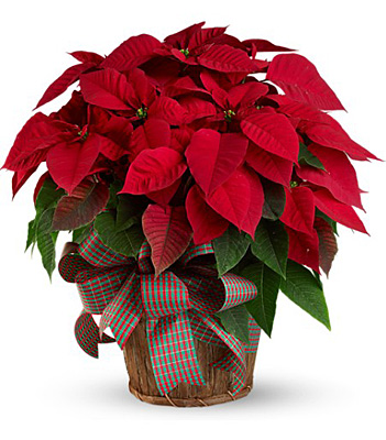 Large Red Poinsettia